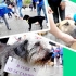 Woof festival - moskva parada beskućnici